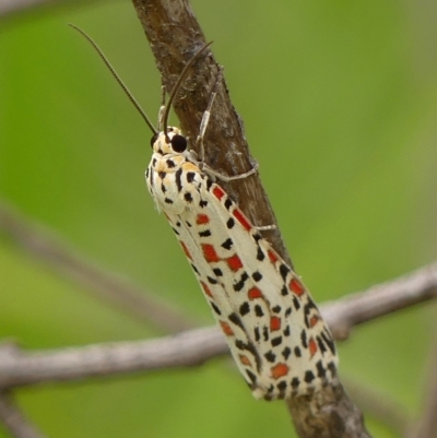 Utetheisa pulchelloides (Heliotrope Moth) at Wingecarribee Local Government Area - 12 Mar 2023 by Curiosity