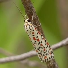 Utetheisa pulchelloides at Braemar, NSW - 12 Mar 2023