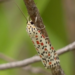 Utetheisa pulchelloides at Braemar, NSW - 12 Mar 2023 11:17 AM