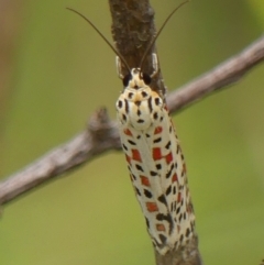 Utetheisa pulchelloides at Braemar, NSW - 12 Mar 2023 11:17 AM