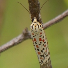 Utetheisa pulchelloides at Braemar, NSW - 12 Mar 2023