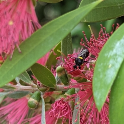 Hylaeus (Hylaeorhiza) nubilosus (A yellow-spotted masked bee) at Holder, ACT - 14 Mar 2023 by Miranda