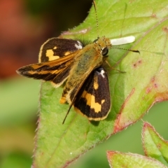 Ocybadistes walkeri (Green Grass-dart) at Downer, ACT - 23 Mar 2023 by RobertD