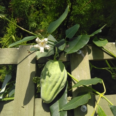 Araujia sericifera (Moth Plant) at Evatt, ACT - 24 Mar 2023 by Daysend