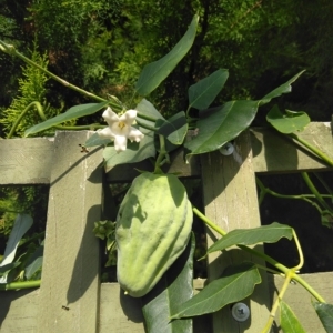Araujia sericifera (Moth Plant) at Evatt, ACT by Daysend