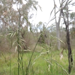 Bromus catharticus (Prairie Grass) at Bruce, ACT - 30 Oct 2022 by MichaelBedingfield