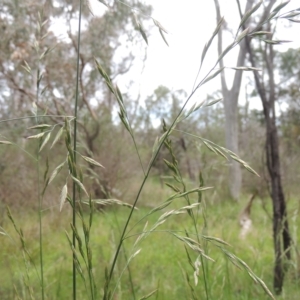 Bromus catharticus at Bruce, ACT - 30 Oct 2022
