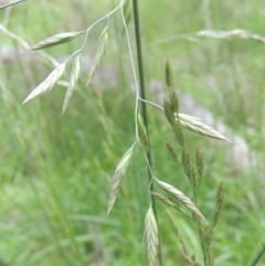 Bromus catharticus at Bruce, ACT - 30 Oct 2022