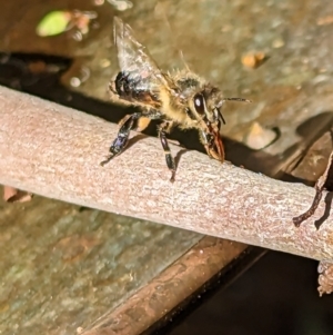 Apis mellifera (TBC) at suppressed by stofbrew