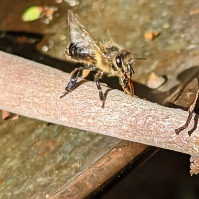 Apis mellifera (European honey bee) at Phillip, ACT - 19 Mar 2023 by stofbrew