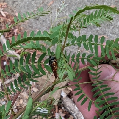 Pergagrapta sp. (genus) (A sawfly) at Phillip, ACT - 23 Mar 2023 by stofbrew