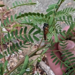 Pergagrapta latreillii at Phillip, ACT - 23 Mar 2023 08:52 AM