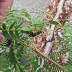 Pergagrapta latreillii at Phillip, ACT - 23 Mar 2023 08:52 AM