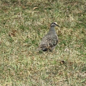 Phaps chalcoptera (Common Bronzewing) at Phillip, ACT by stofbrew