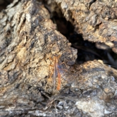 Netelia sp. (genus) (An Ichneumon wasp) at Throsby, ACT - 24 Mar 2023 by simonstratford