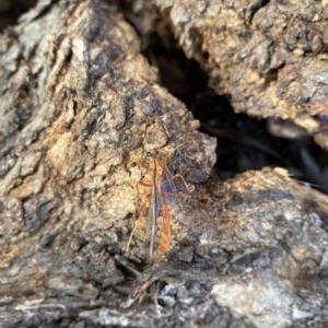 Netelia sp. (genus) (An Ichneumon wasp) at Throsby, ACT by simonstratford