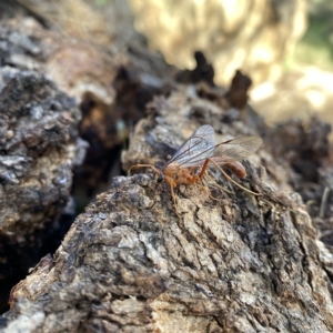 Netelia sp. (genus) at Throsby, ACT - 24 Mar 2023