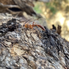 Netelia sp. (genus) at Throsby, ACT - 24 Mar 2023