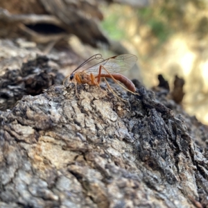 Netelia sp. (genus) at Throsby, ACT - 24 Mar 2023 11:52 AM