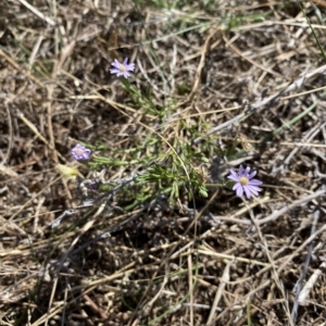 Vittadinia muelleri at Throsby, ACT - 17 Mar 2023