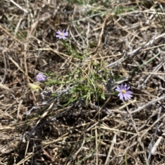 Vittadinia muelleri (Narrow-leafed New Holland Daisy) at Goorooyarroo NR (ACT) - 17 Mar 2023 by simonstratford