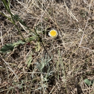 Leucochrysum albicans subsp. tricolor at Throsby, ACT - 17 Mar 2023