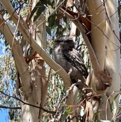 Podargus strigoides (Tawny Frogmouth) at Molonglo Valley, ACT - 9 Mar 2023 by AndyRussell