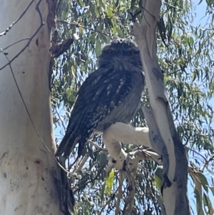 Podargus strigoides at Molonglo Valley, ACT - 9 Mar 2023