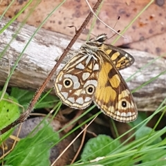 Oreixenica lathoniella (Silver Xenica) at Tinderry Nature Reserve - 22 Mar 2023 by Philip