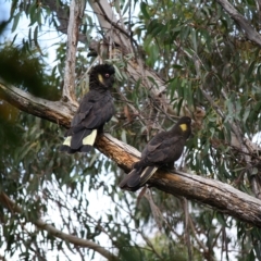 Zanda funerea (Yellow-tailed Black-Cockatoo) at Welby, NSW - 24 Mar 2023 by Beckyjo