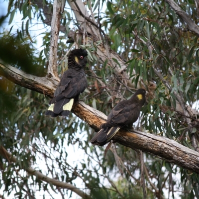 Zanda funerea (Yellow-tailed Black-Cockatoo) at Welby - 24 Mar 2023 by Beckyjo