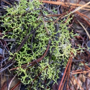 Cladia aggregata at Kowen, ACT - 24 Mar 2023 09:13 AM