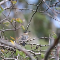 Acanthorhynchus tenuirostris (Eastern Spinebill) at Wingecarribee Local Government Area - 23 Mar 2023 by Beckyjo