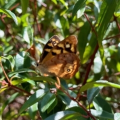 Heteronympha paradelpha (Spotted Brown) at GG182 - 24 Mar 2023 by KMcCue