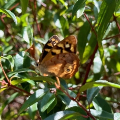 Heteronympha paradelpha (Spotted Brown) at Aranda, ACT - 24 Mar 2023 by KMcCue