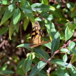 Heteronympha paradelpha at Aranda, ACT - 24 Mar 2023