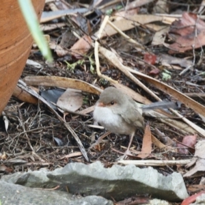 Malurus cyaneus at Aranda, ACT - 23 Mar 2023 02:19 PM