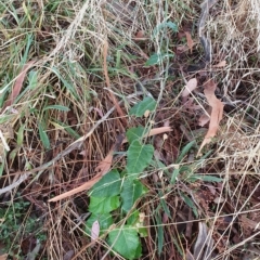 Araujia sericifera (Moth Plant) at Lyons, ACT - 24 Mar 2023 by jmcleod