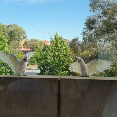 Cacatua sanguinea (Little Corella) at Greenway, ACT - 15 Mar 2023 by jmcleod