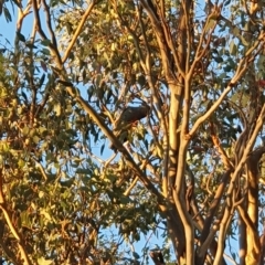 Callocephalon fimbriatum (Gang-gang Cockatoo) at Oakey Hill - 23 Mar 2023 by jmcleod