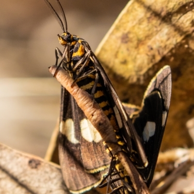 Nyctemera amicus (Senecio Moth, Magpie Moth, Cineraria Moth) at McQuoids Hill - 23 Mar 2023 by ReeniRooMartinez
