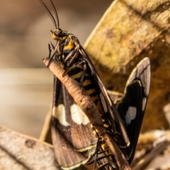 Nyctemera amicus (Senecio or Magpie moth) at Mcquoids Hill - 23 Mar 2023 by Reeni Roo