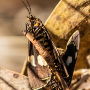 Nyctemera amicus (Senecio or Magpie moth) at Stromlo, ACT by Reeni Roo