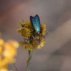 Pollanisus viridipulverulenta (Satin-green Forester) at McQuoids Hill - 24 Mar 2023 by ReeniRooMartinez