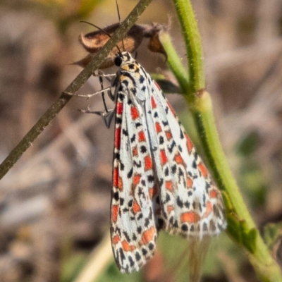 Utetheisa pulchelloides (Heliotrope Moth) at McQuoids Hill - 24 Mar 2023 by ReeniRooMartinez