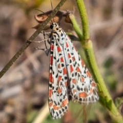 Utetheisa pulchelloides (Heliotrope Moth) at Mcquoids Hill - 24 Mar 2023 by Reeni Roo