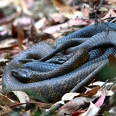 Notechis scutatus (Tiger Snake) at Tidbinbilla Nature Reserve - 22 Mar 2023 by davidcunninghamwildlife