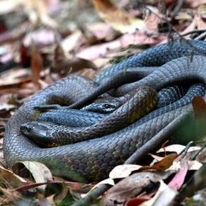 Notechis scutatus (Tiger Snake) at Paddys River, ACT by davidcunninghamwildlife