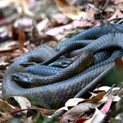 Notechis scutatus (Tiger Snake) at Paddys River, ACT - 22 Mar 2023 by davidcunninghamwildlife
