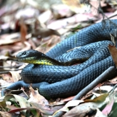 Notechis scutatus at Paddys River, ACT - 22 Mar 2023